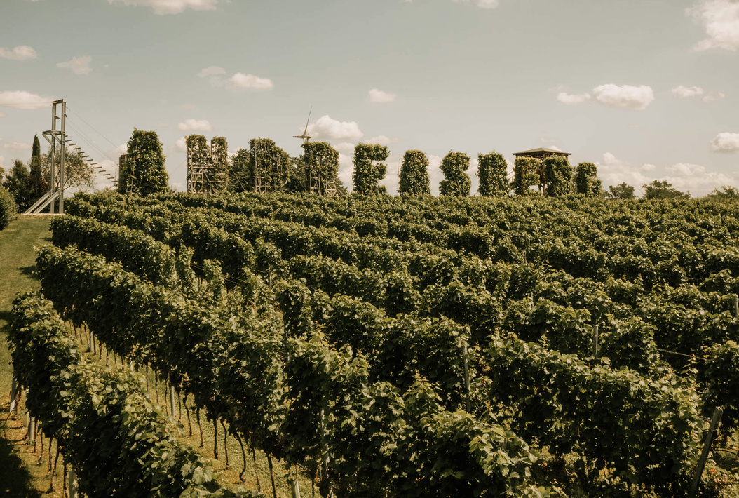Reihen von Weinstöcken in einem Weinberg mit hohen, belaubten Heckenbuchstaben, auf denen UNRAVEL steht, im Hintergrund.