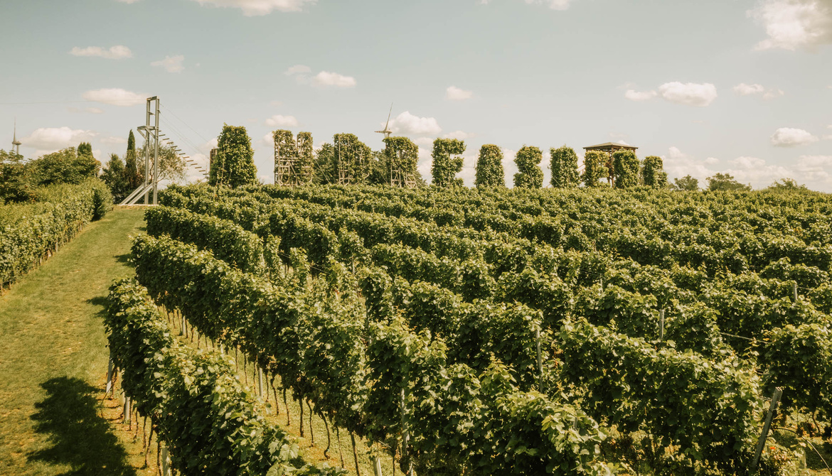 Rows of green vines in a vineyard with tall, leafy structures and a blue sky with clouds in the background.