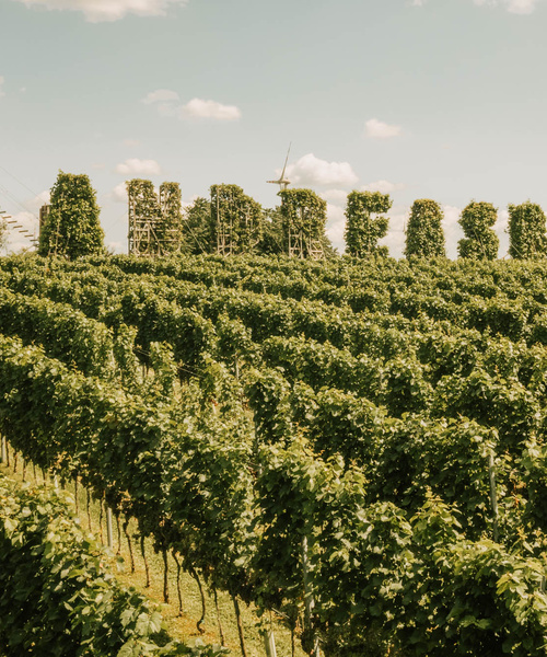 Rows of green vines in a vineyard with tall, leafy structures and a blue sky with clouds in the background.