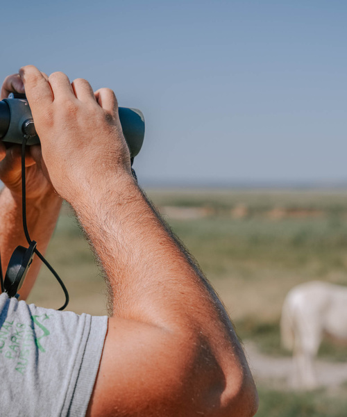 Mann im grauen Hemd benutzt ein Fernglas in einem grasbewachsenen Feld mit einem unscharfen weißen Tier im Hintergrund.