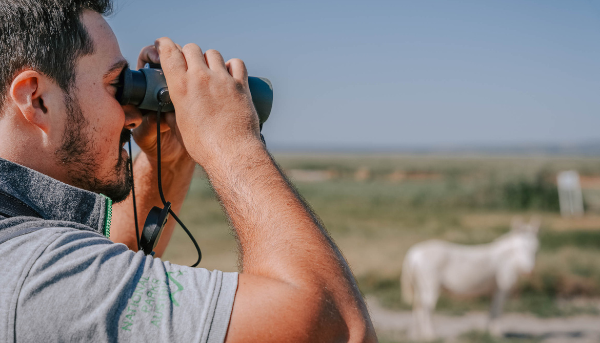 Man in gray shirt using binoculars in a grassy field with a blurred white animal in the background.