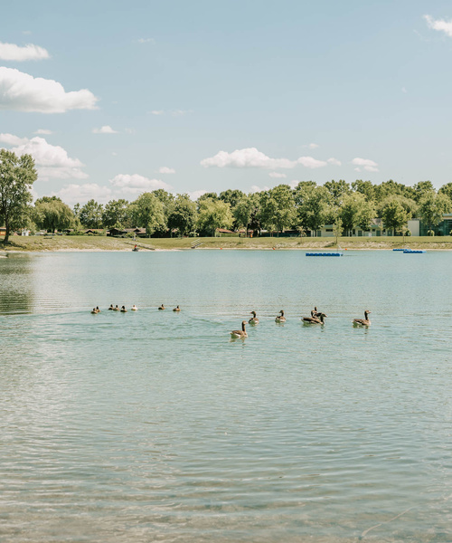 Eine Gruppe von Enten schwimmt auf einem ruhigen See mit Bäumen und Häusern im Hintergrund unter einem blauen Himmel.