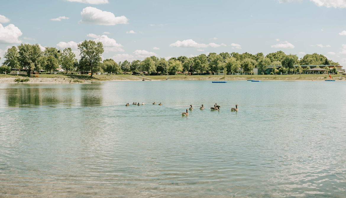 A group of ducks swim on a calm lake with trees and houses in the background under a blue sky.