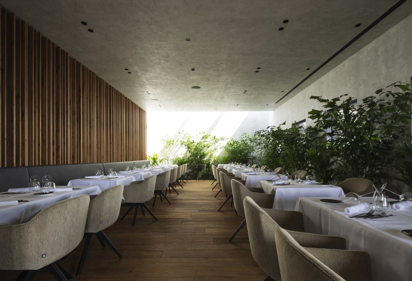 Elegant restaurant with white tablecloths, beige chairs, wooden floor and large plants by the bright windows.